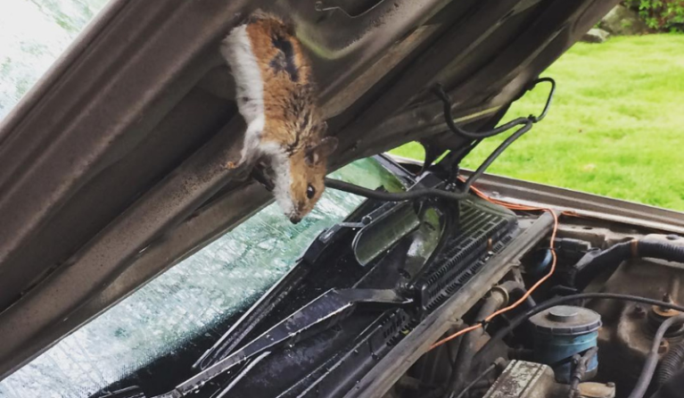 How To Get Mice Out Of Car Without Too Much Worrying