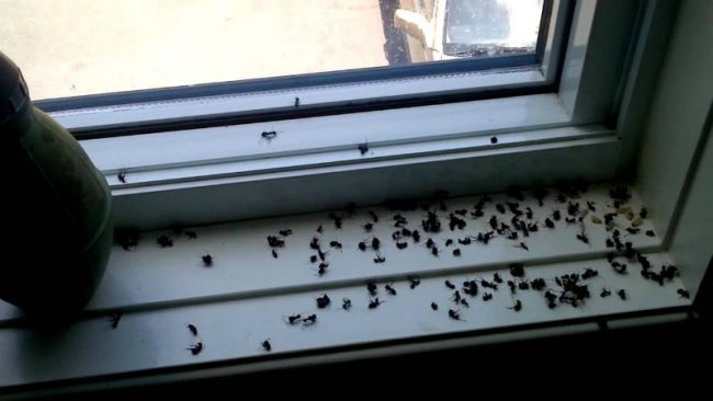 How To Get Rid Of Carpenter Ants Control Prevention Guide