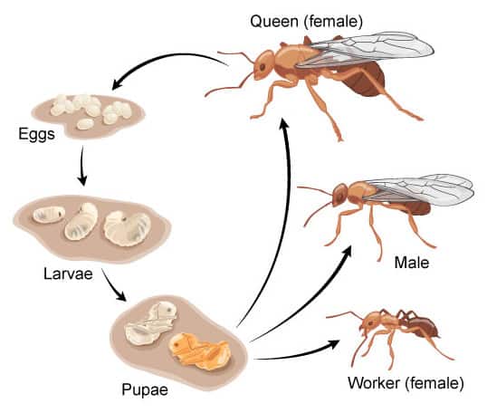 ant lifecycle