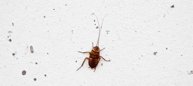 Tiny roaches
