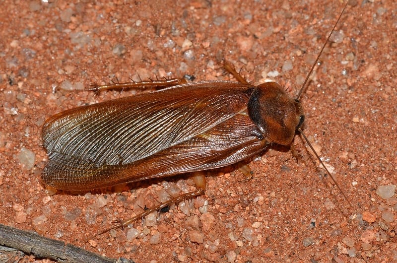 cockroach