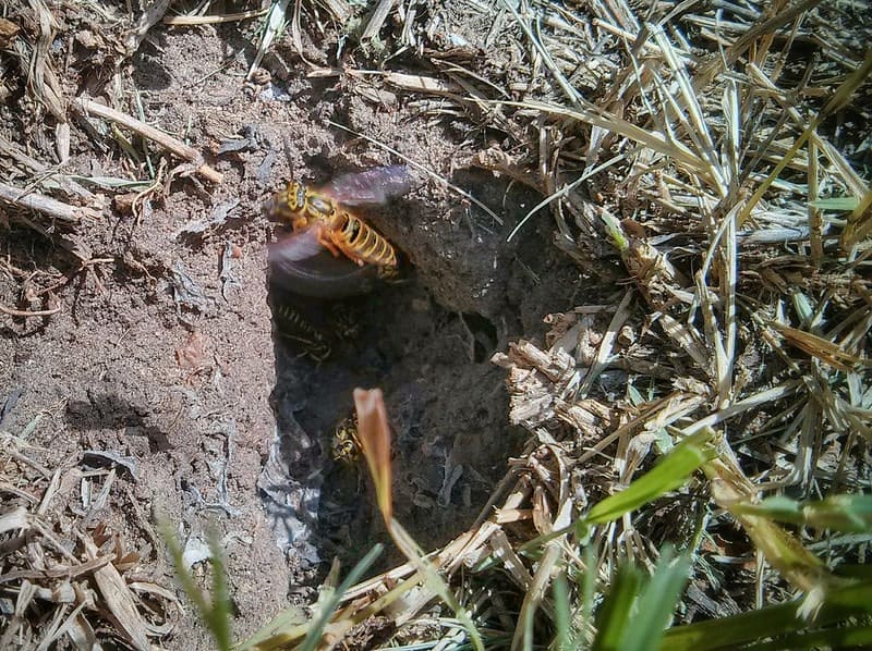 burrowing bees