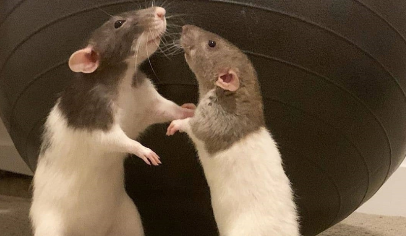 Two black and white rats