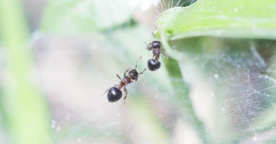 2 ants at web