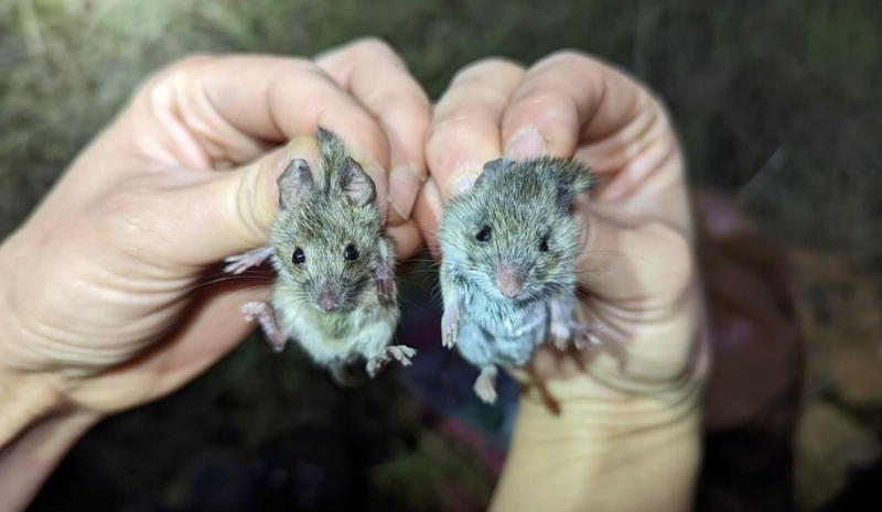 2 mice in the hands