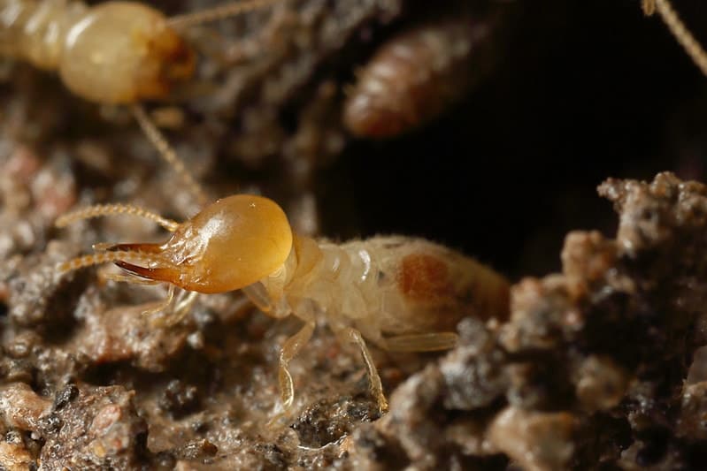 termite soldier