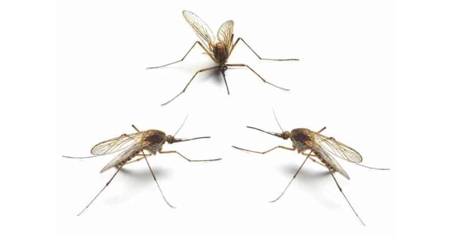3 mosquitoes