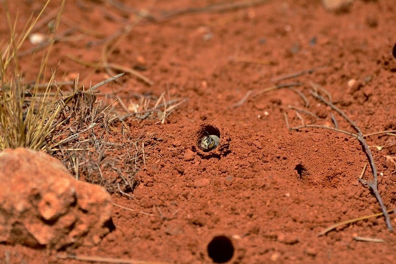 burrowing bees' nests in the ground