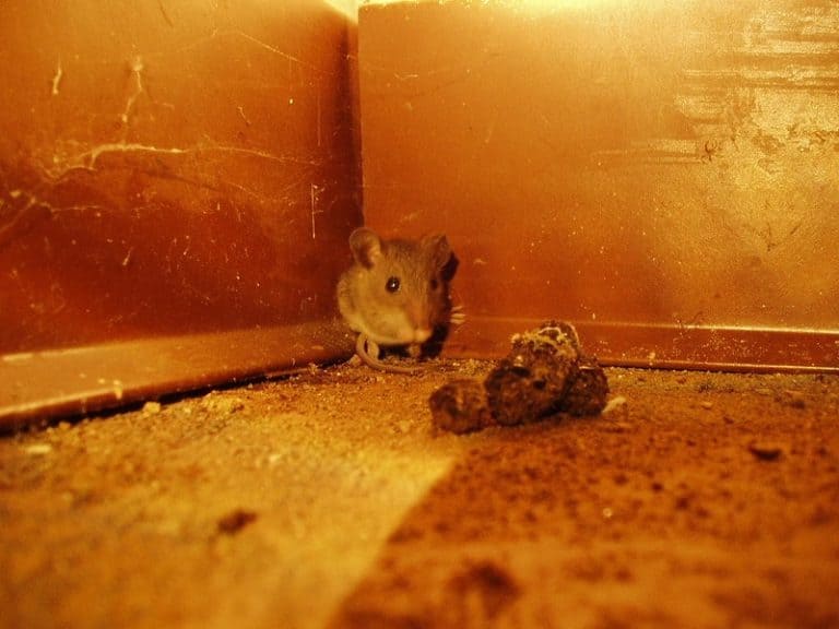 How To Get Rid of Mice in Attic: Detailed Rodent Control Guide