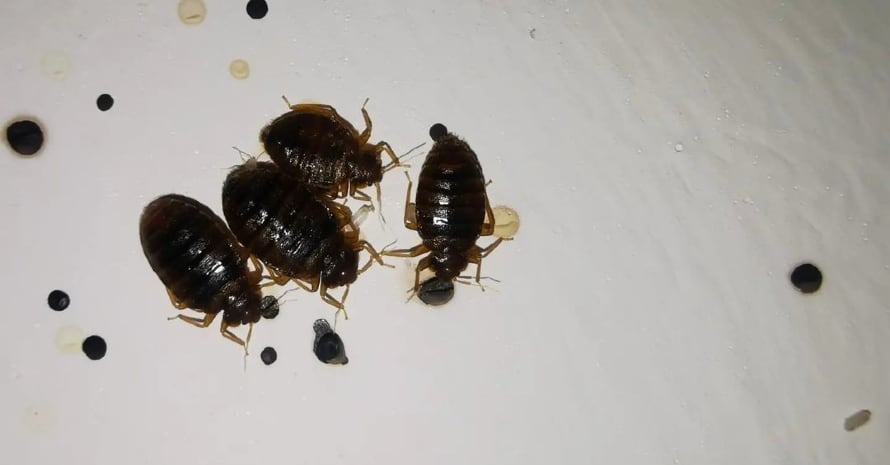 4 large bed bugs