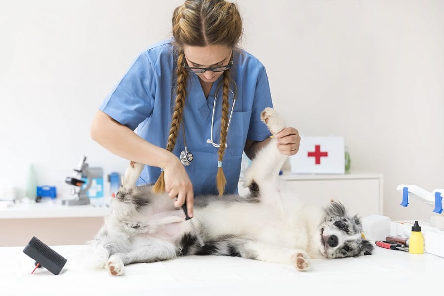 vet examines a dog