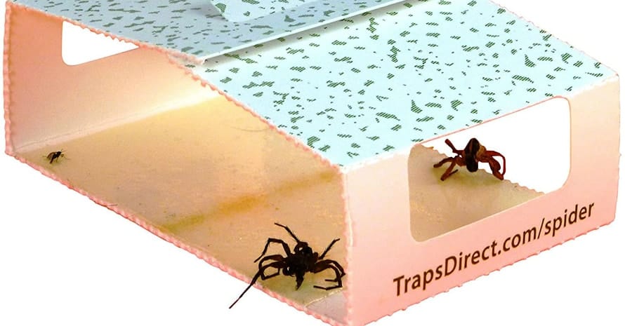 45 Insect Spider Traps