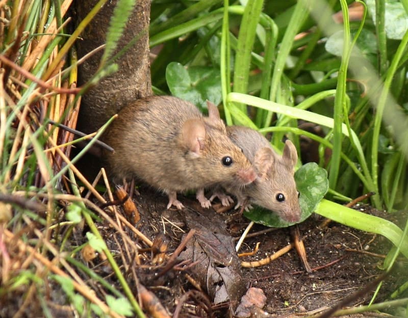 mice in the forest