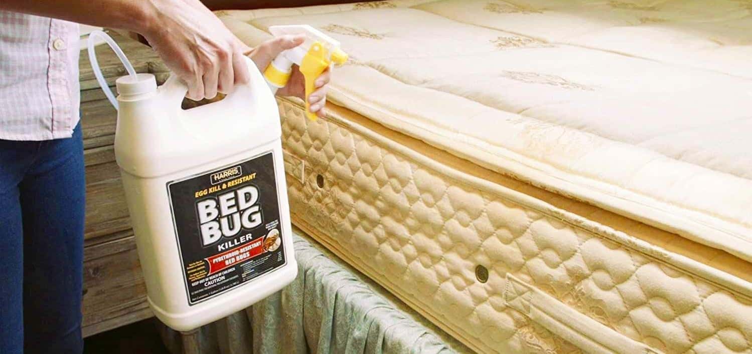 using bed bug spray on the bed