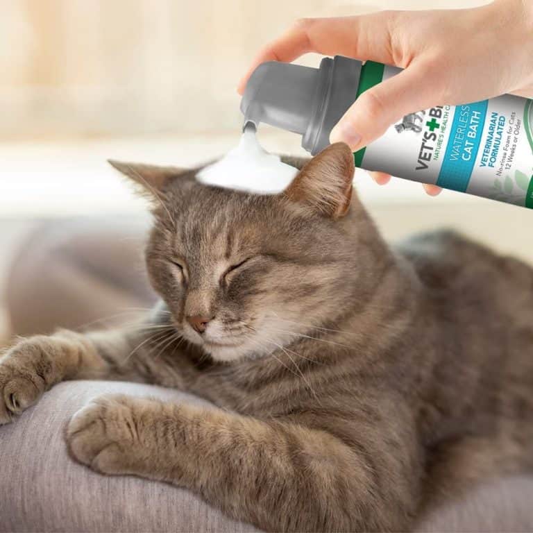 8 Best Flea Treatments for Cats in 2021 [Detailed Reviews]