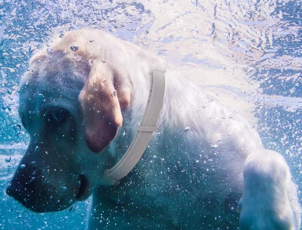 dog under the water