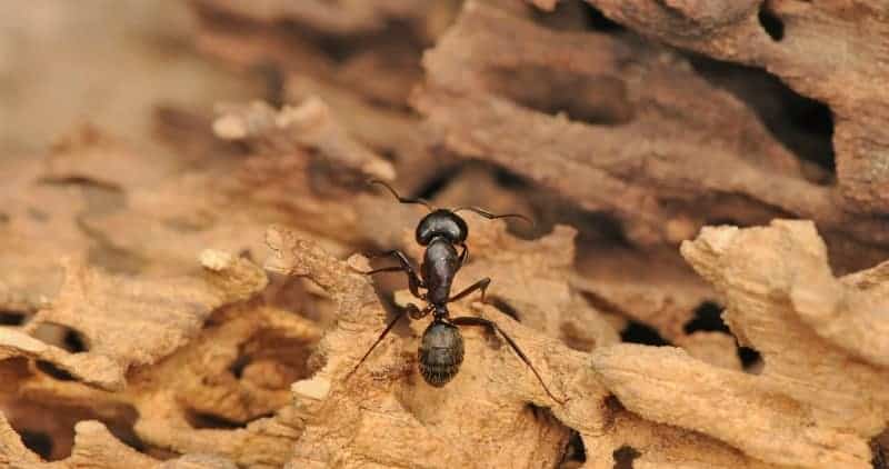 What Is The Best Product To Kill Carpenter Ants?