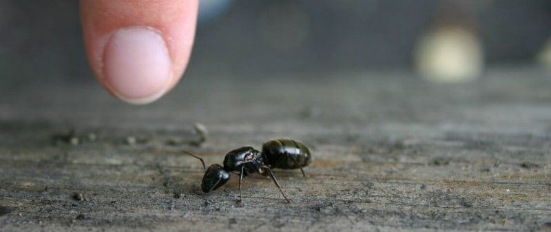 What Works Best to Kill Carpenter Ants?