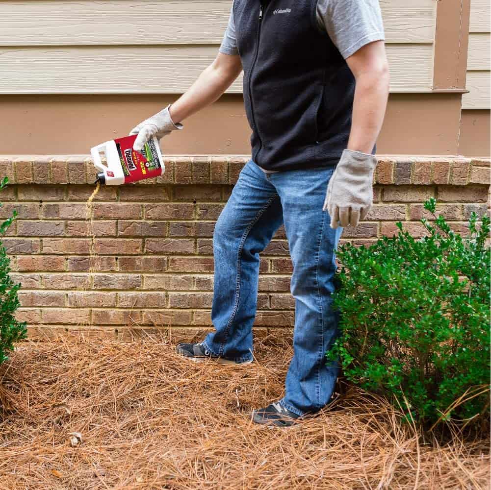 man uses ant bait outdoors