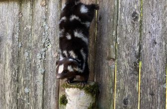 A skunk crawls along the fence