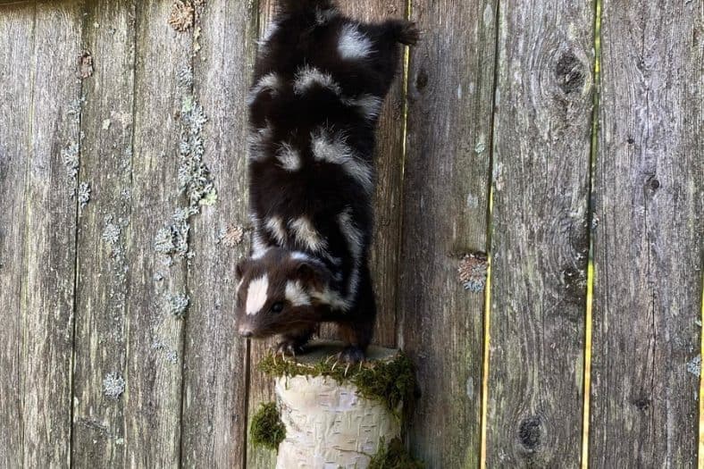 Can Skunks Climb a Fence: Ways to Protect Your Yard From Skunks