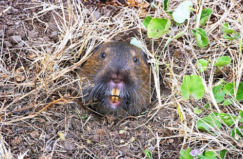 A gopher climbing out of a hole