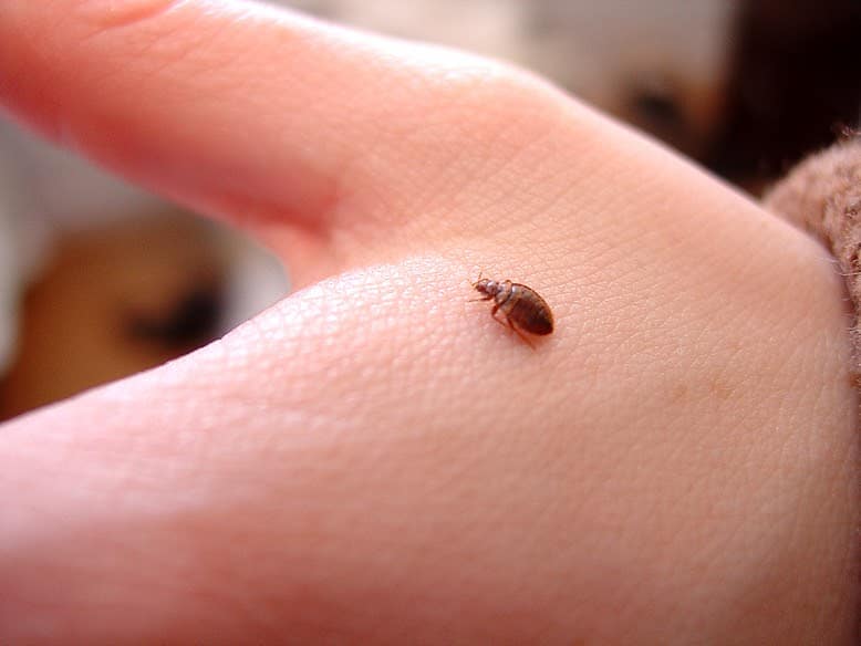 A little bed bug