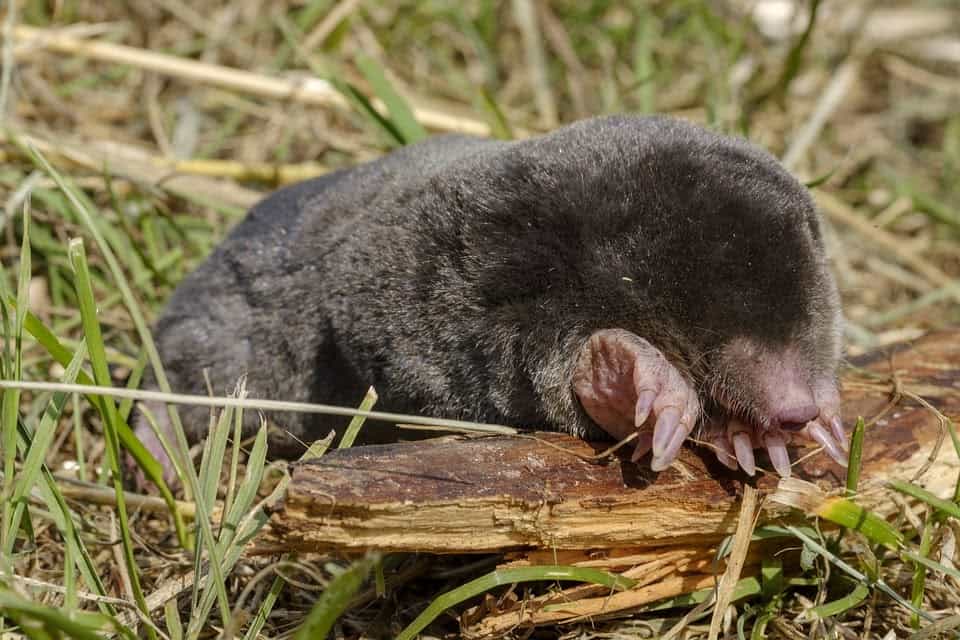 A little mole basking in the sun