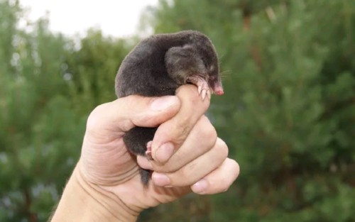 A little mole in hands