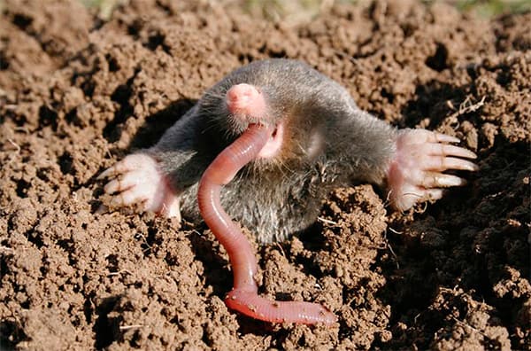 A mole chewing a worm