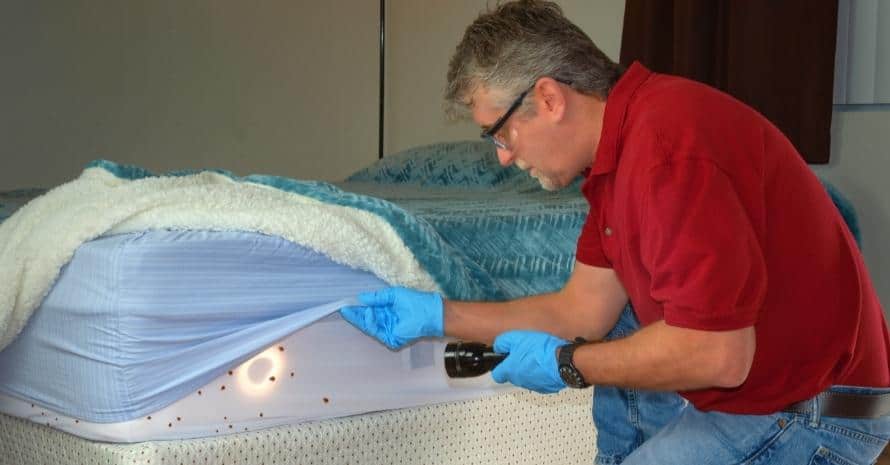 A person from the bedbug extermination service checks