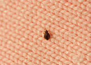 A single bed bug on a blanket fiber