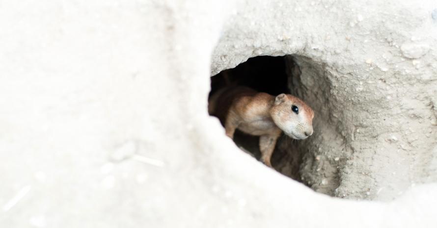 A small gopher comes out of a white mink