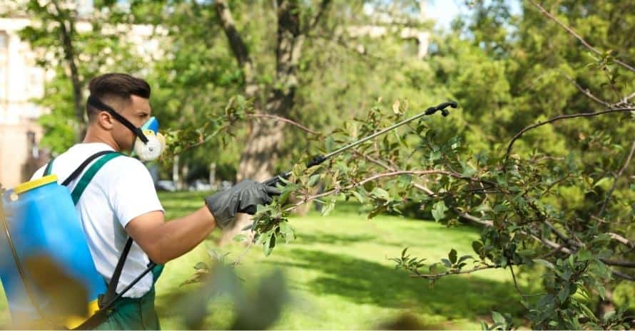 A worker sprays pesticides on a tree