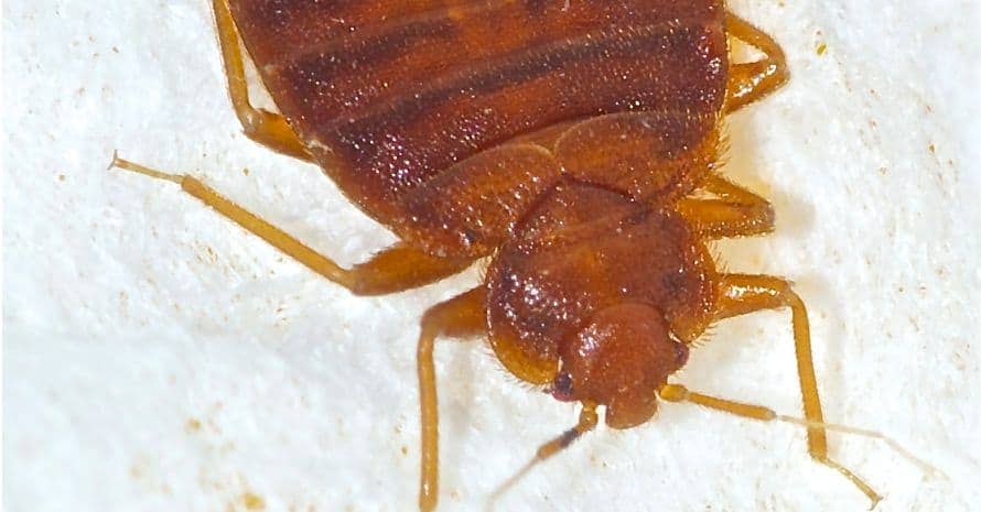 can bed bugs travel in packages