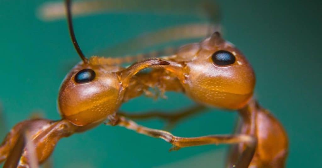 Fire Ant Life Cycle Reproduction Morphology And Development