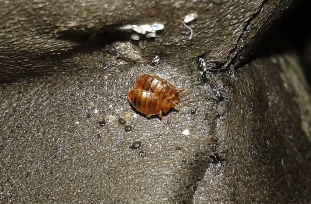 Adult bed bugs mating near their eggs