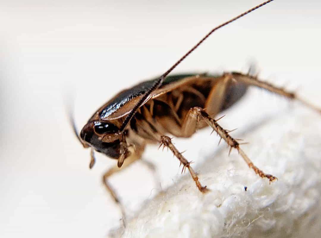 Advion Syngenta Cockroach