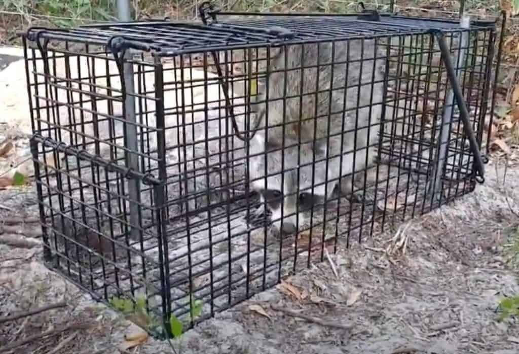 5 Best Raccoon Traps in 2024 [Detailed Reviews]