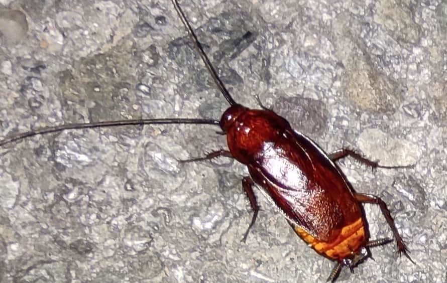 American Cockroach