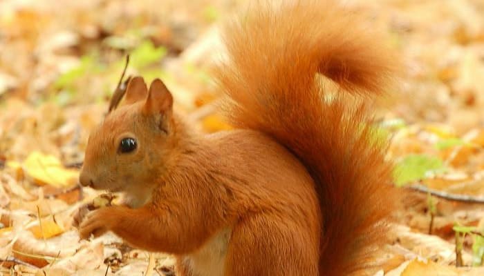 American Red Squirrel