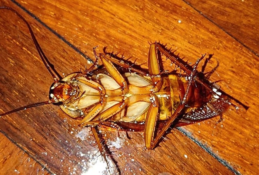 American roaches easily enter our homes