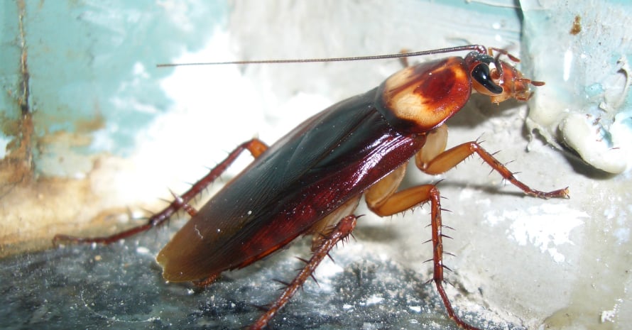 American_roach