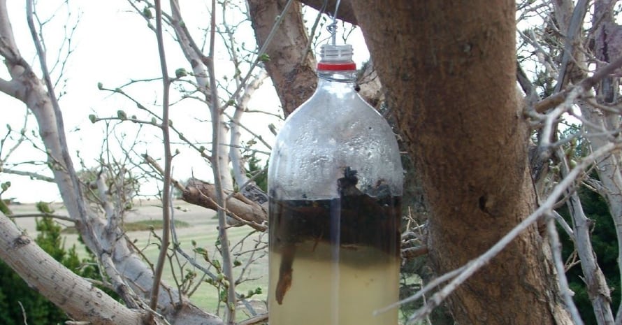 Amish Flying Insect Trap