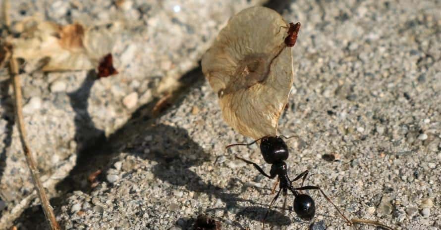 An ant carries an apple slice