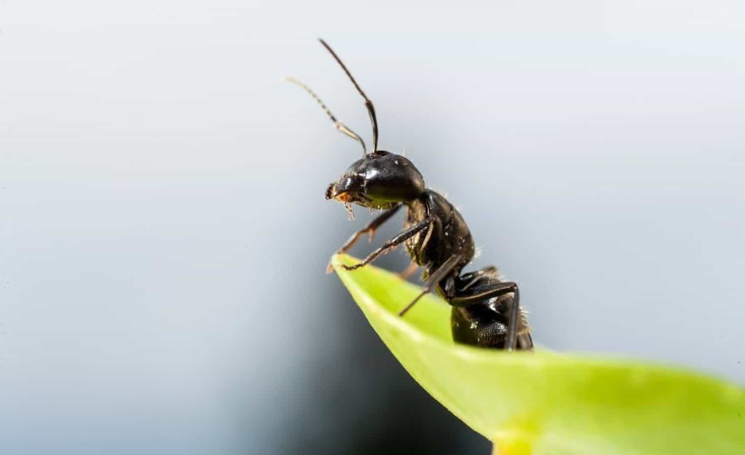 Plants That Repel Ants Their Varieties And Repelling Features   An Ant Stands On A Plant Leaf 2048x1252 