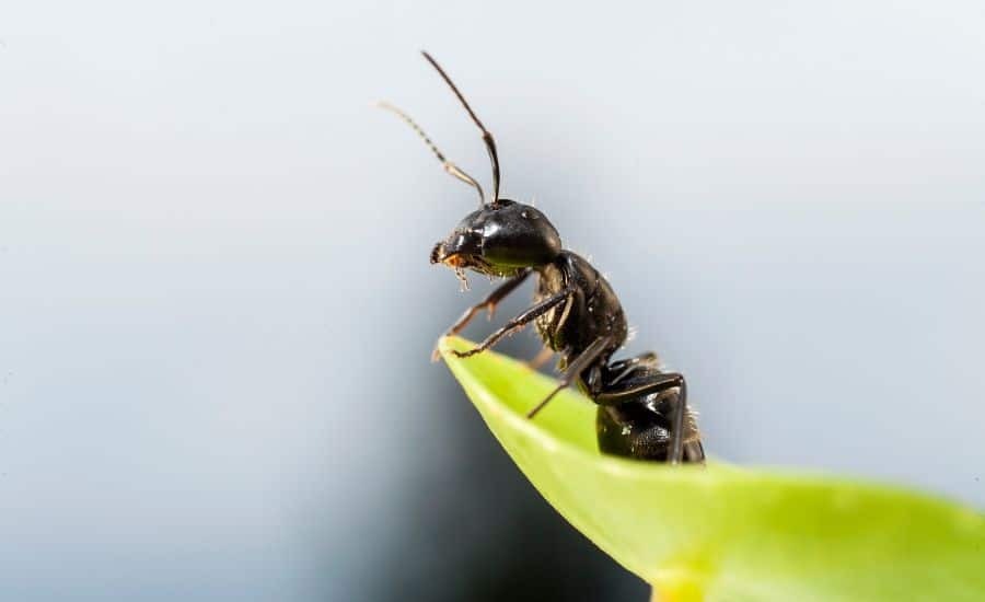 An ant stands on a plant leaf