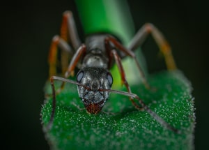 Big ant on a green leaf