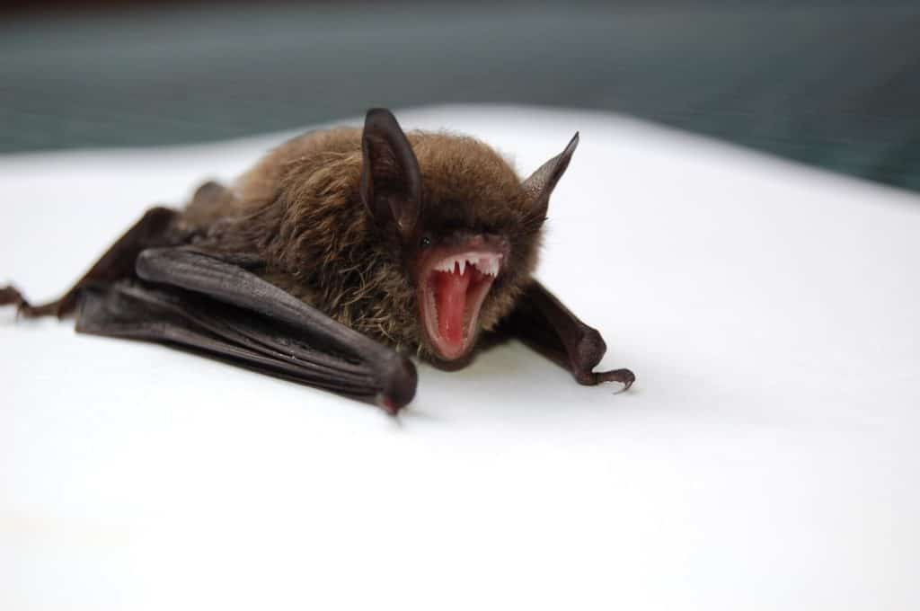 Bat