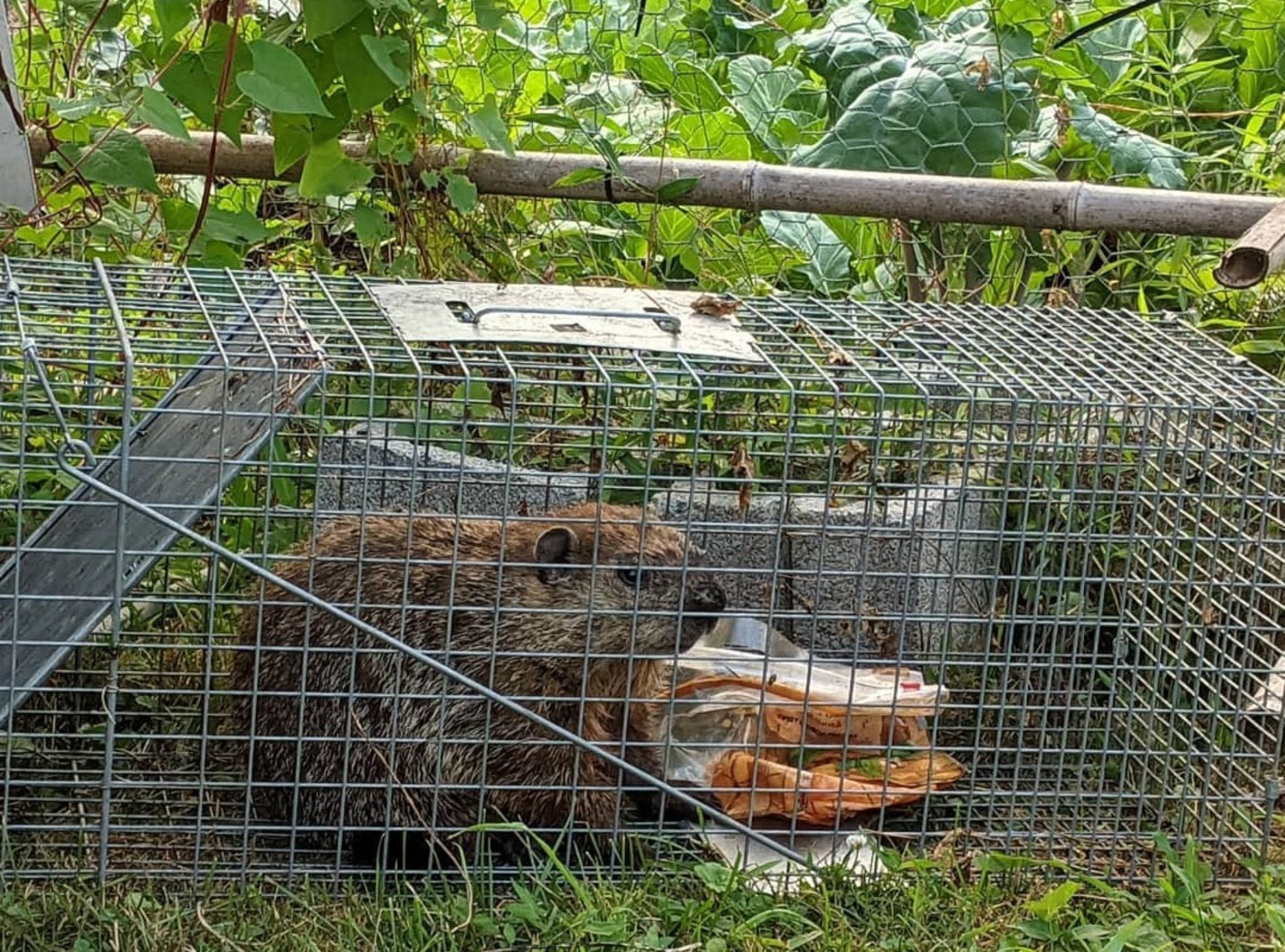 How to Get Rid of Groundhogs: Woodchuck Control Guide